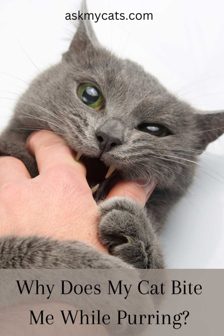 Why Does My Cat Purr And Bite Me? Surprising Reasons