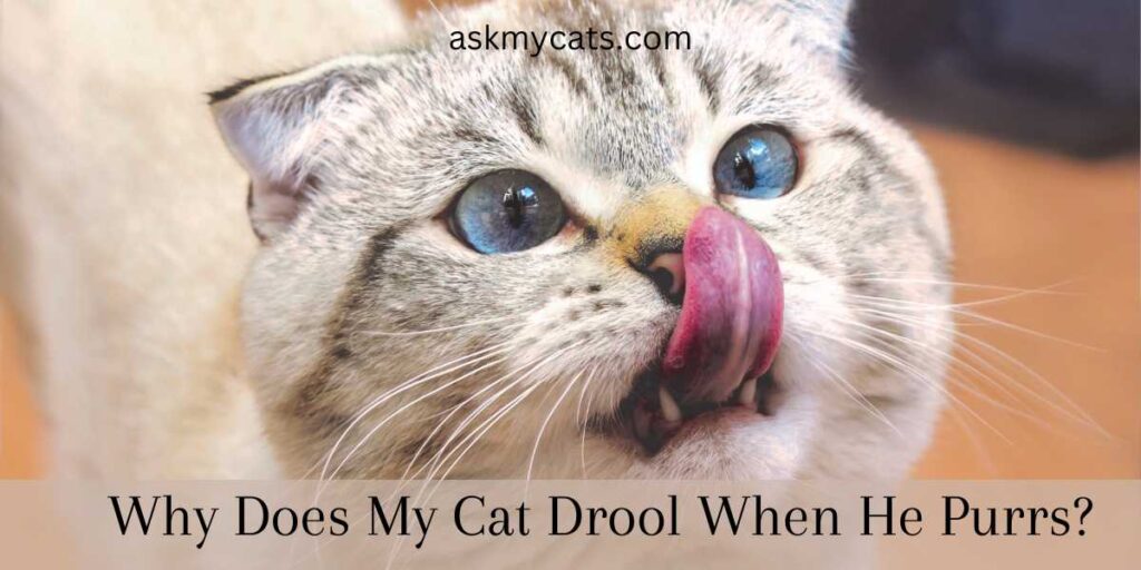 Why Does My Cat Drool When He Purrs?