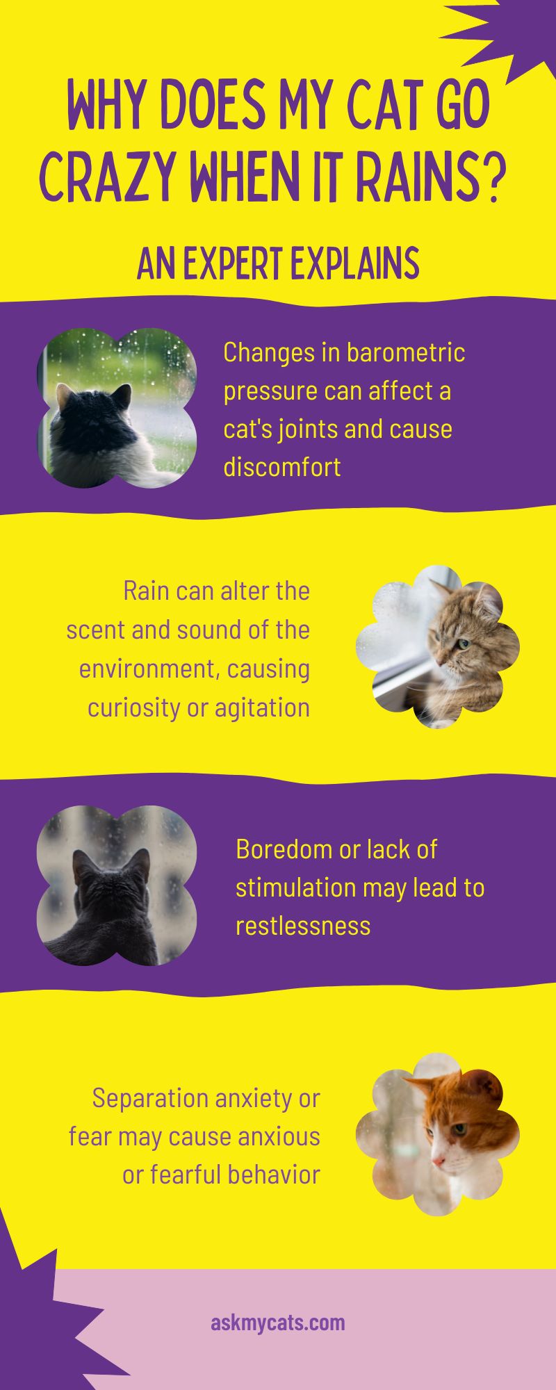 Why Does My Cat Go Crazy When It Rains? (Infographic)