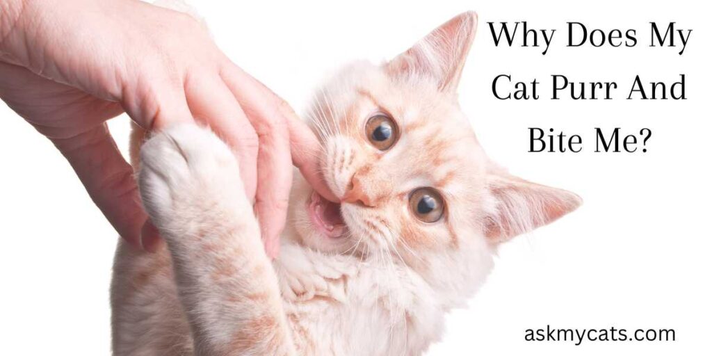 Why Does My Cat Purr And Bite Me?