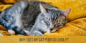 Why Does My Cat Purr So Loudly? 5 Reasons