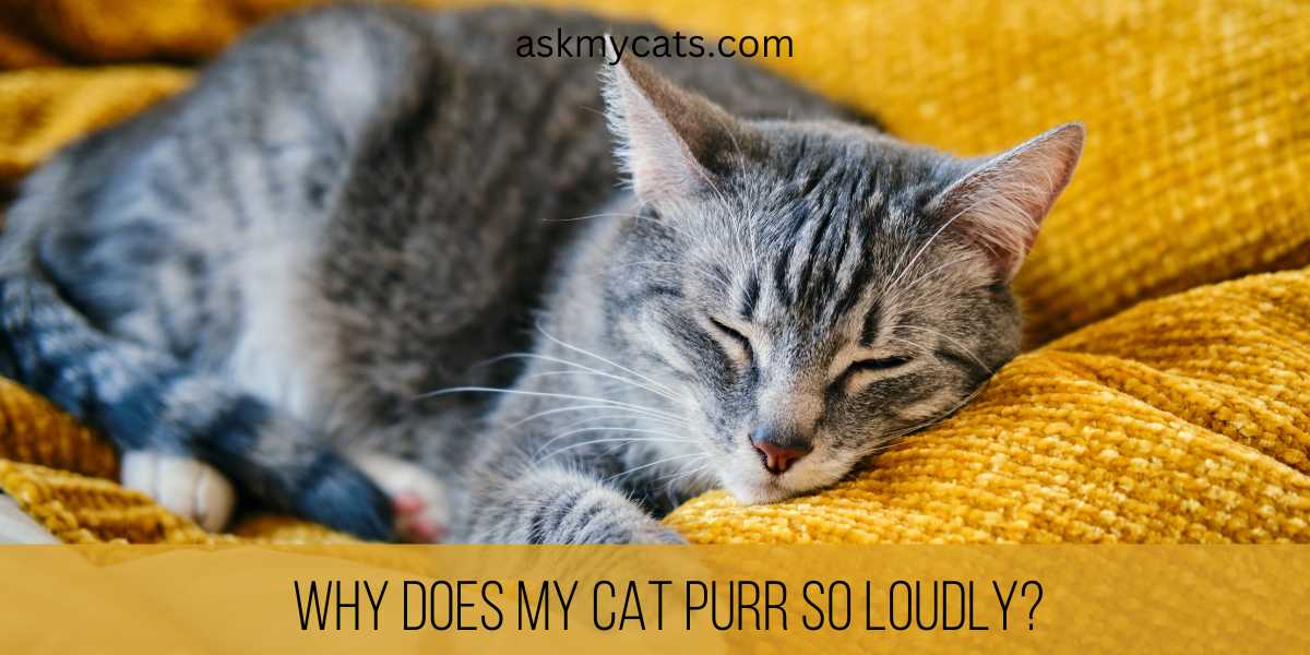 Why Does My Cat Purr So Loudly? 5 Reasons