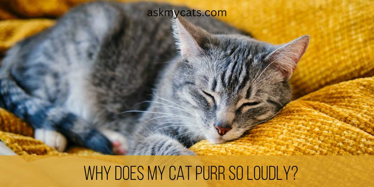 Why Does My Cat Purr So Loudly 5 Reasons