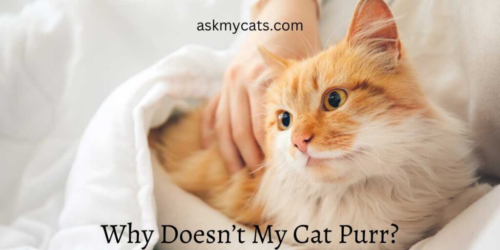 Why Doesn’t My Cat Purr?