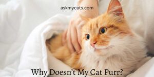 Why Doesn’t My Cat Purr? (Answered by Experts)