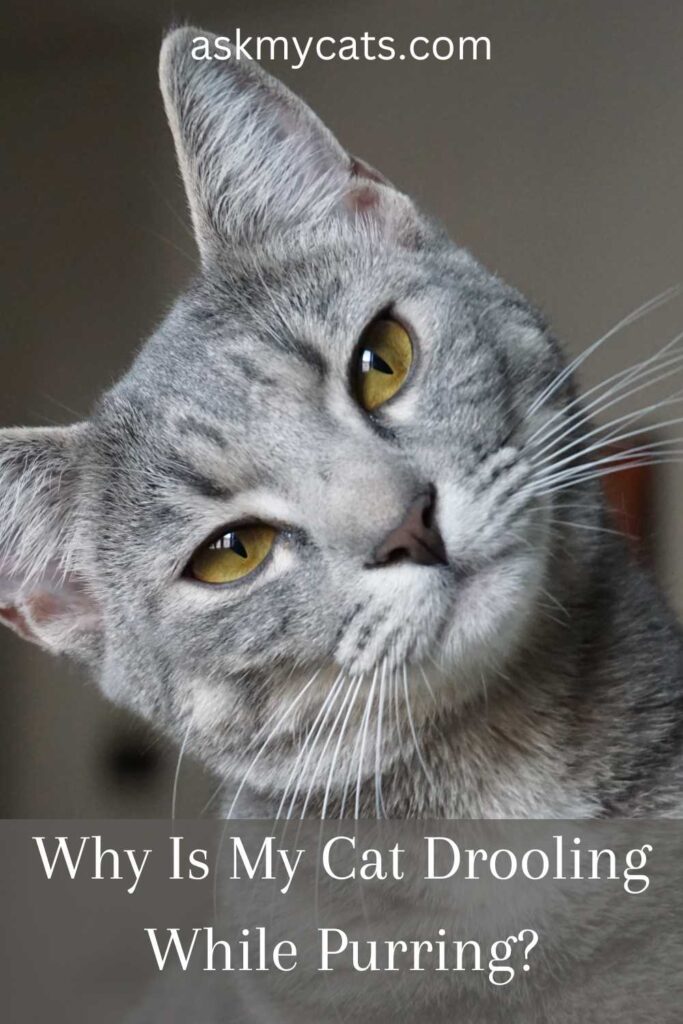 Why Does My Cat Drool When He Purrs? Common Reasons