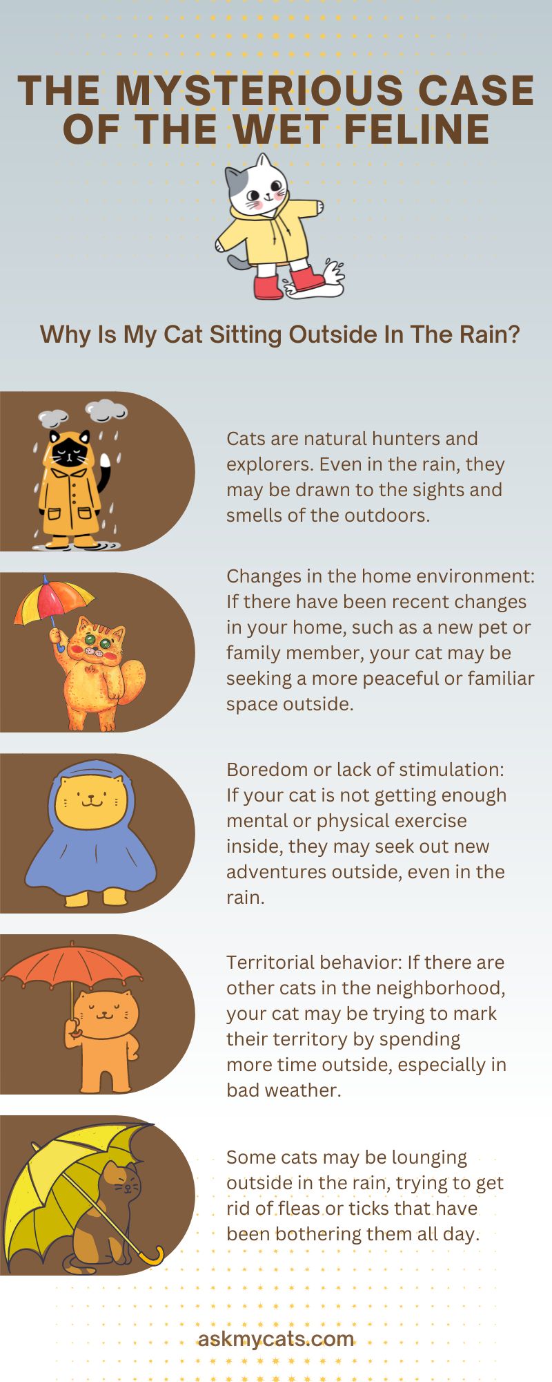 Why Is My Cat Sitting Outside In The Rain? (Infographic)