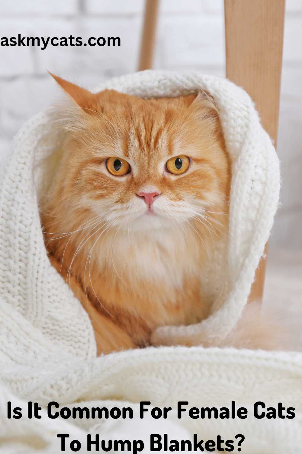 Blanket Humping Cat? Understanding & Solving the Behavior