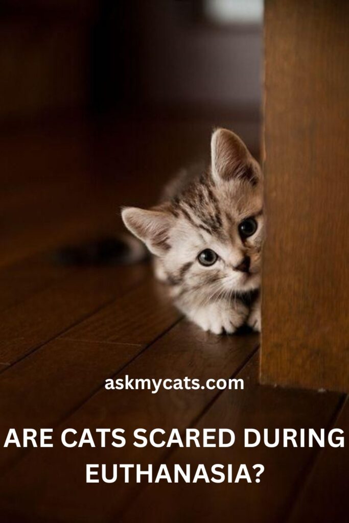 Are Cats Scared During Euthanasia