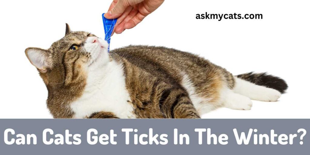 Can Cats Get Ticks In The Winter?
