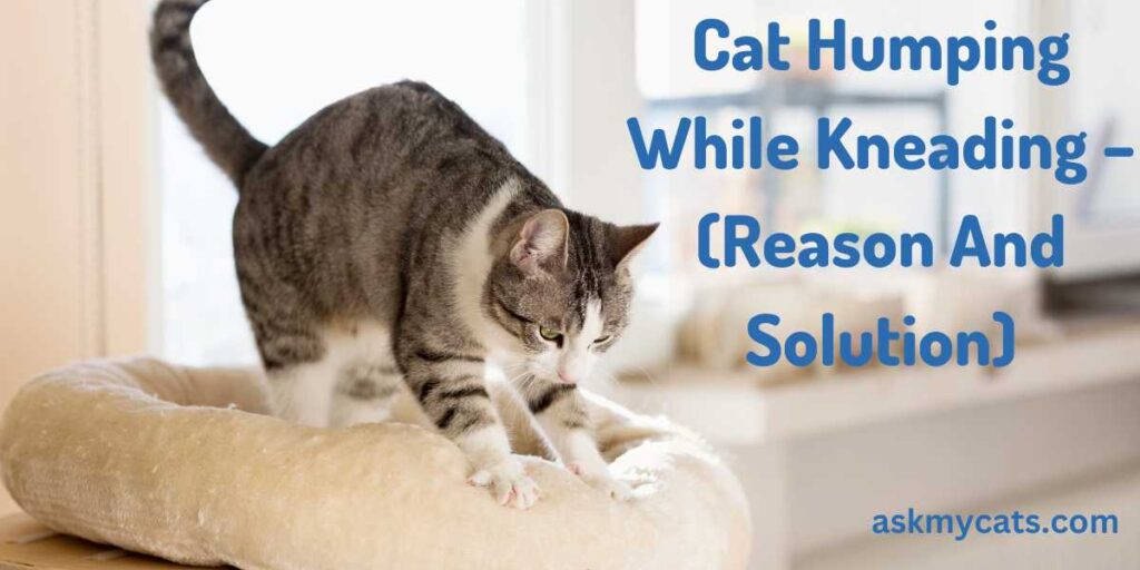 Cat Humps While Kneading