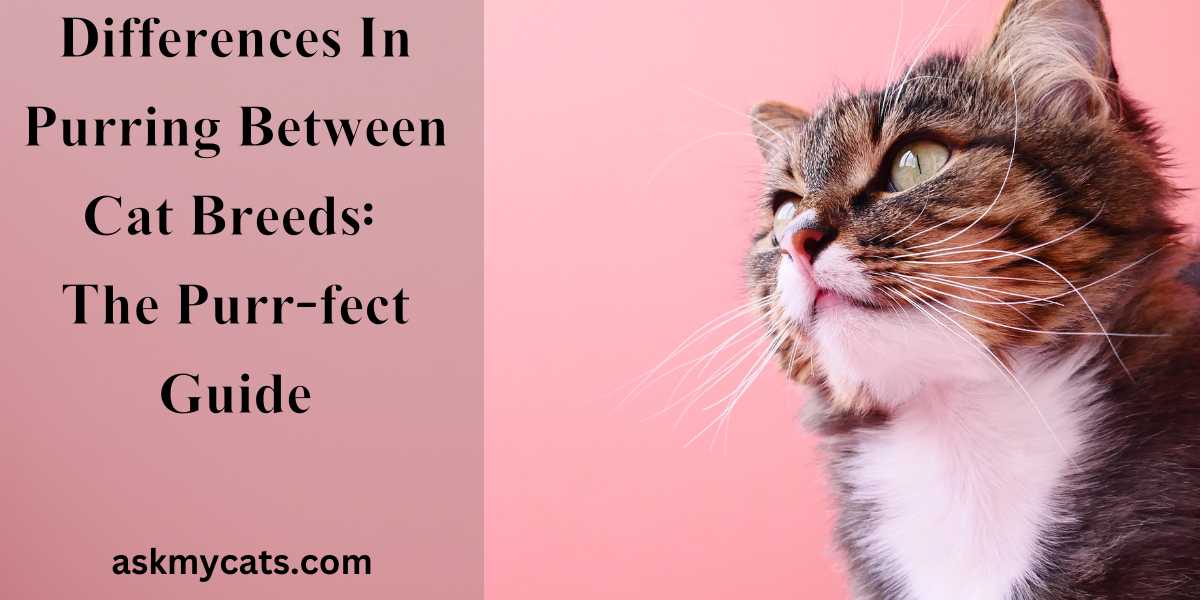 Differences In Purring Between Cat Breeds: The Purr-fect Guide