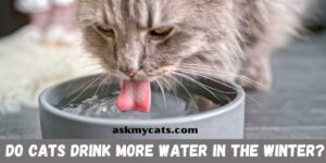 Do Cats Drink Less Water In The Winter?