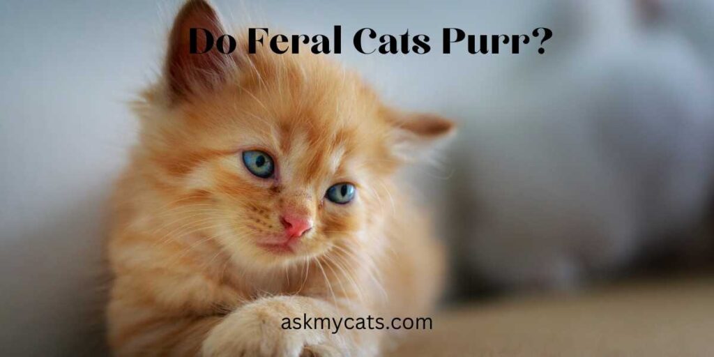 Do Feral Cats Purr?