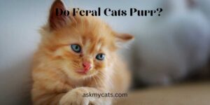 Do Feral Cats Purr Like Domestic Cats? Unleashing the Truth