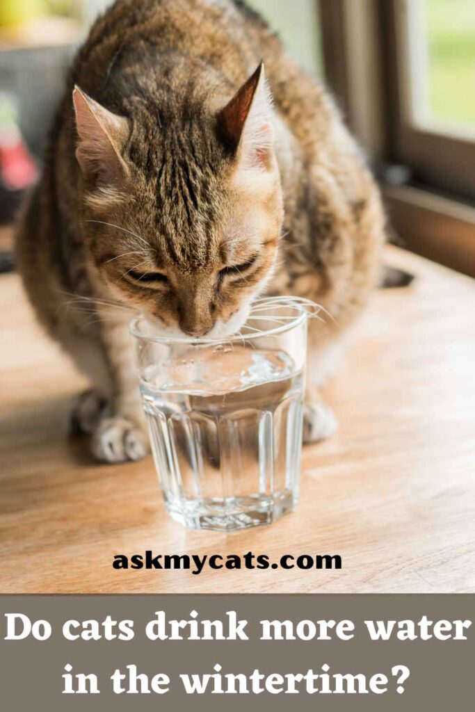Do cats drink more water in the wintertime?