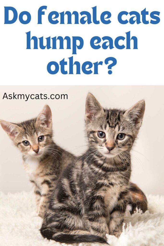 Do female cats hump each other