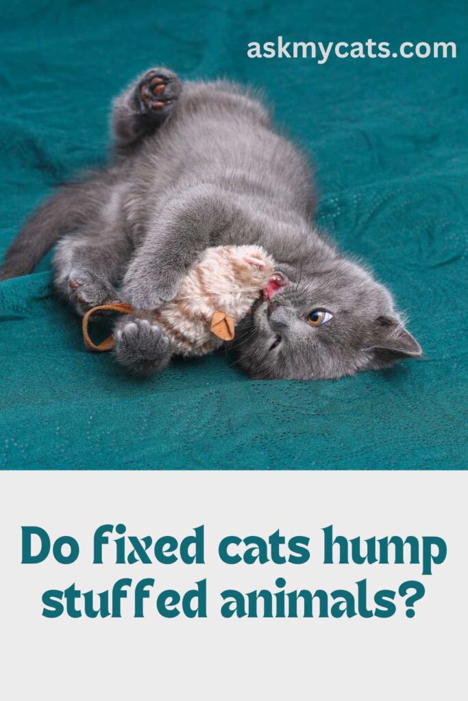 Do Fixed Cats Hump Stuffed Animals?
