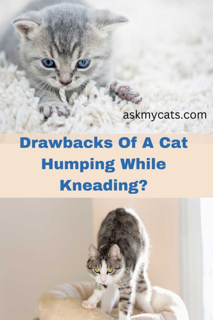 Drawbacks Of A Cat Humping While Kneading