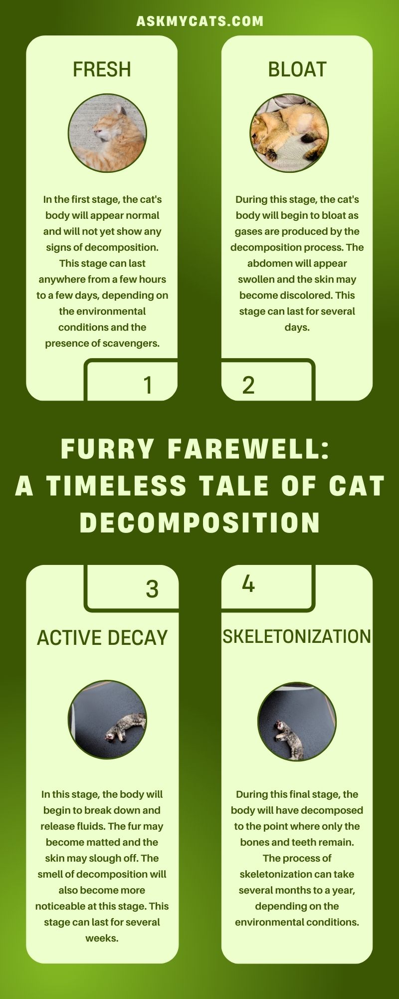 Furry Farewell: A Timeless Tale of Cat Decomposition (Infographic)