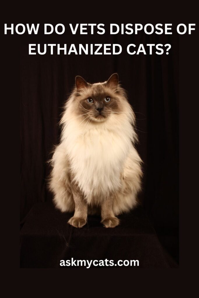 How Do Vets Dispose Of Euthanized Cats