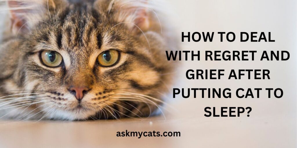 How To Deal With Regret And Grief After Putting Cat To Sleep