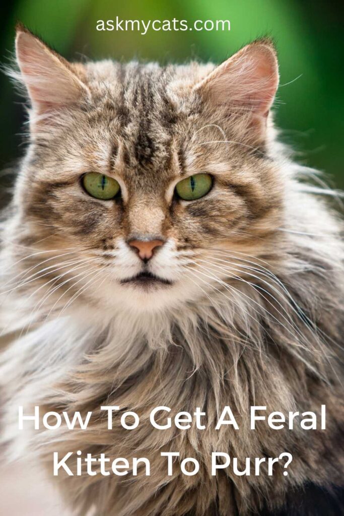 How To Get A Feral Kitten To Purr?