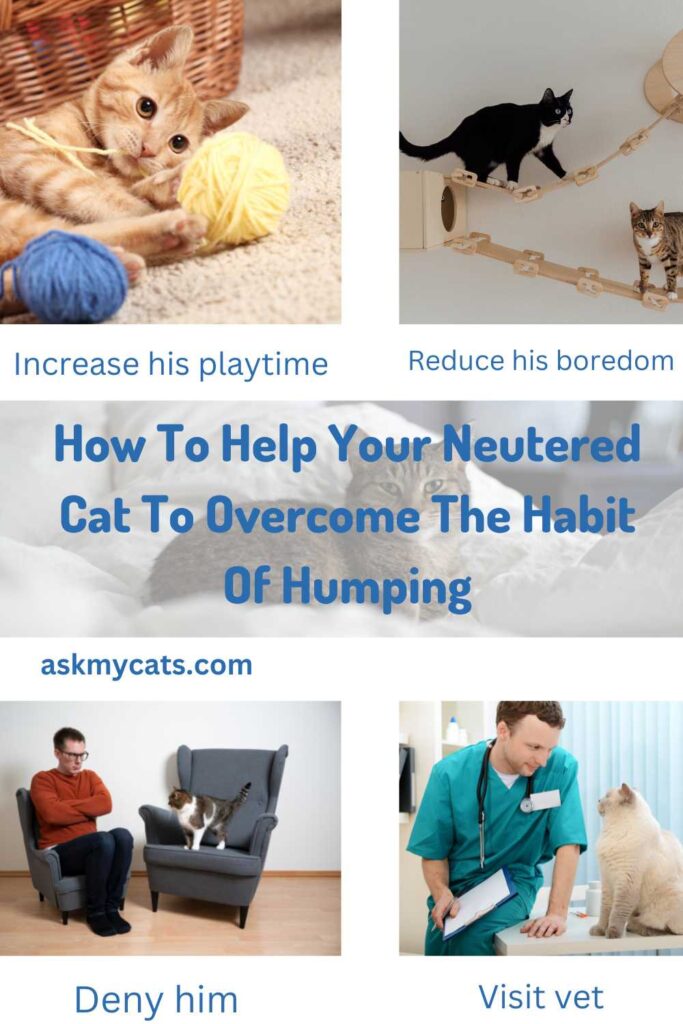 How To Help Your Neutered Cat To Overcome The Habit Of Humping?