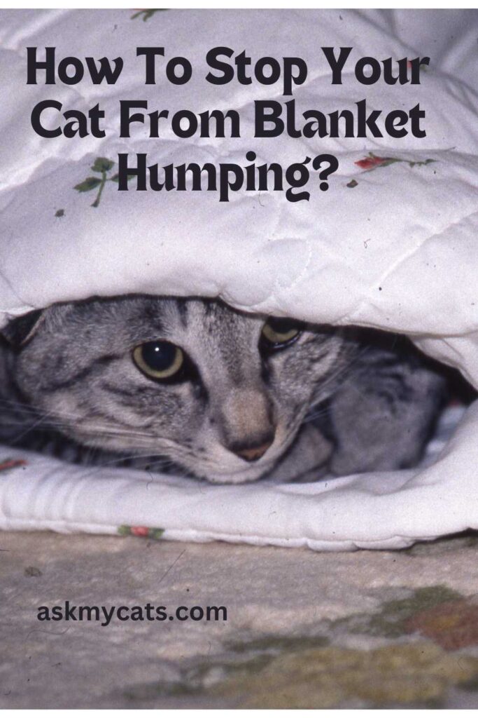 How-To-Stop-Your-Cat-From-Blanket-Humping