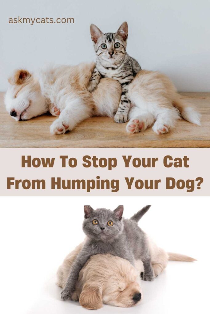 How To Stop Your Cat From Humping Your Dog?