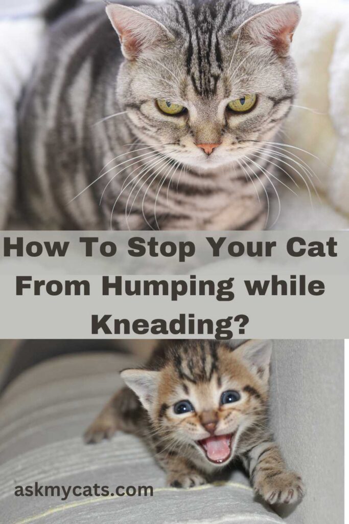 How To Stop Your Cat From Humping while Kneading?