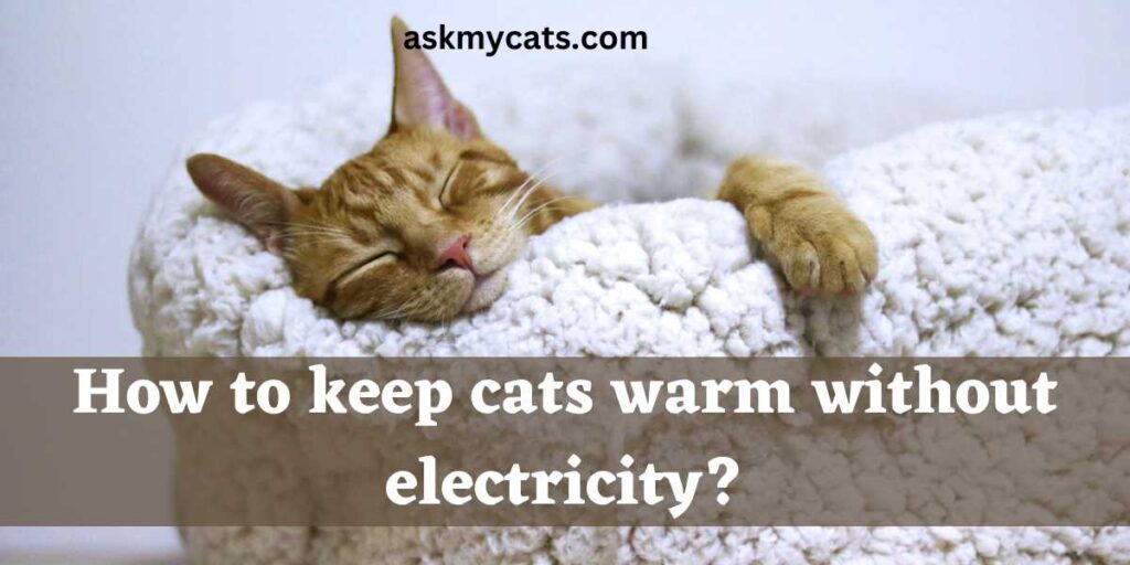 How to keep cats warm without electricity?