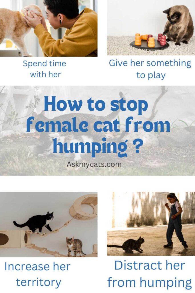 How to stop female cat from humping