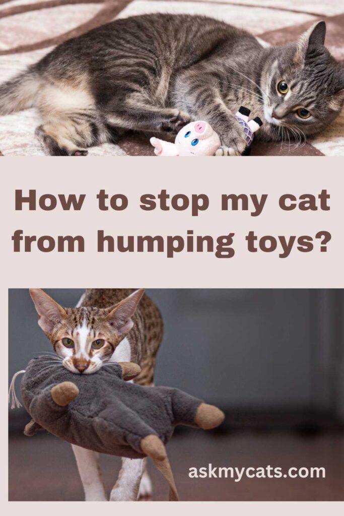 How to stop my cat from humping toys