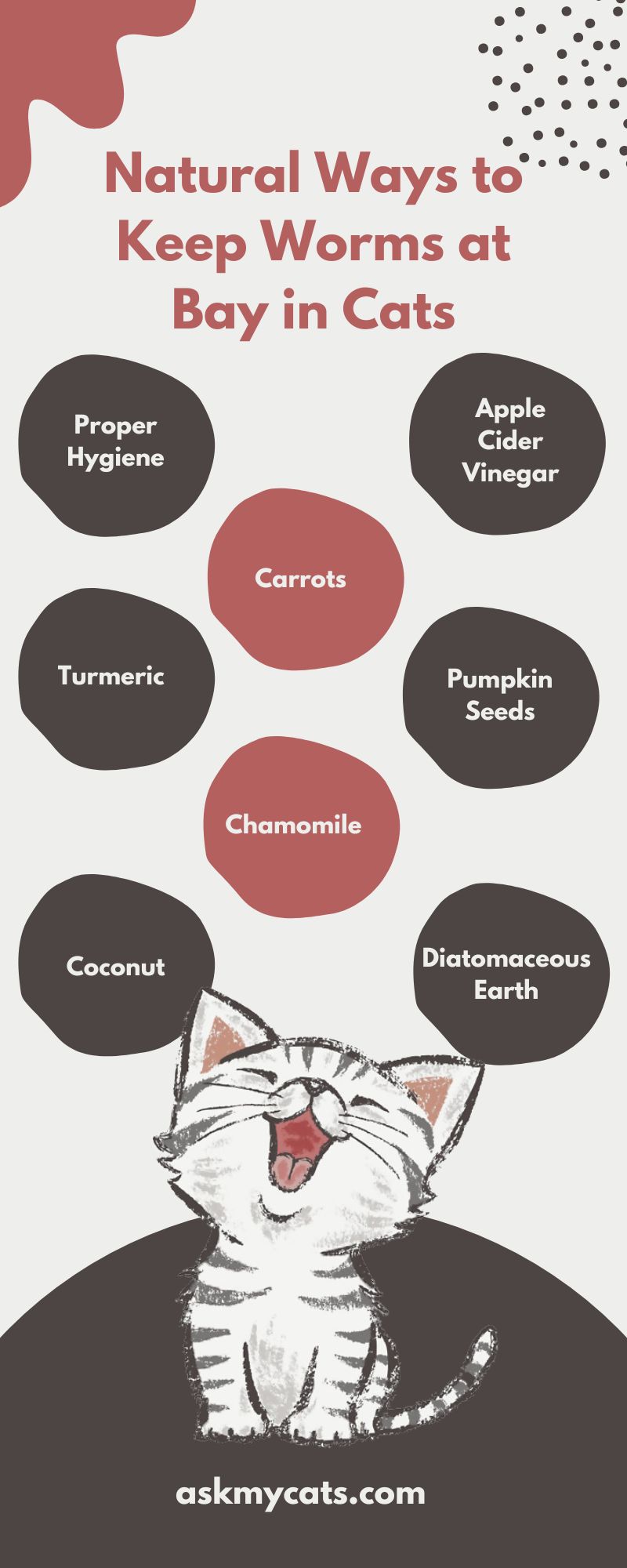 Natural Ways to Keep Worms at Bay in Cats (Infographic)