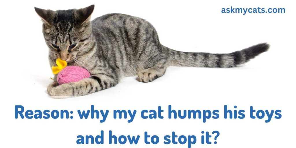 Reason why my cat humps his toys and how to stop it