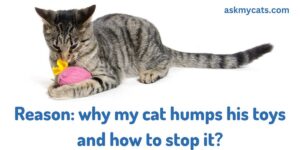 Why My Cat Humps His Toys And How To Stop It?