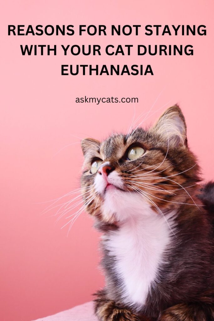 Reasons For Not Staying With Your Cat During Euthanasia