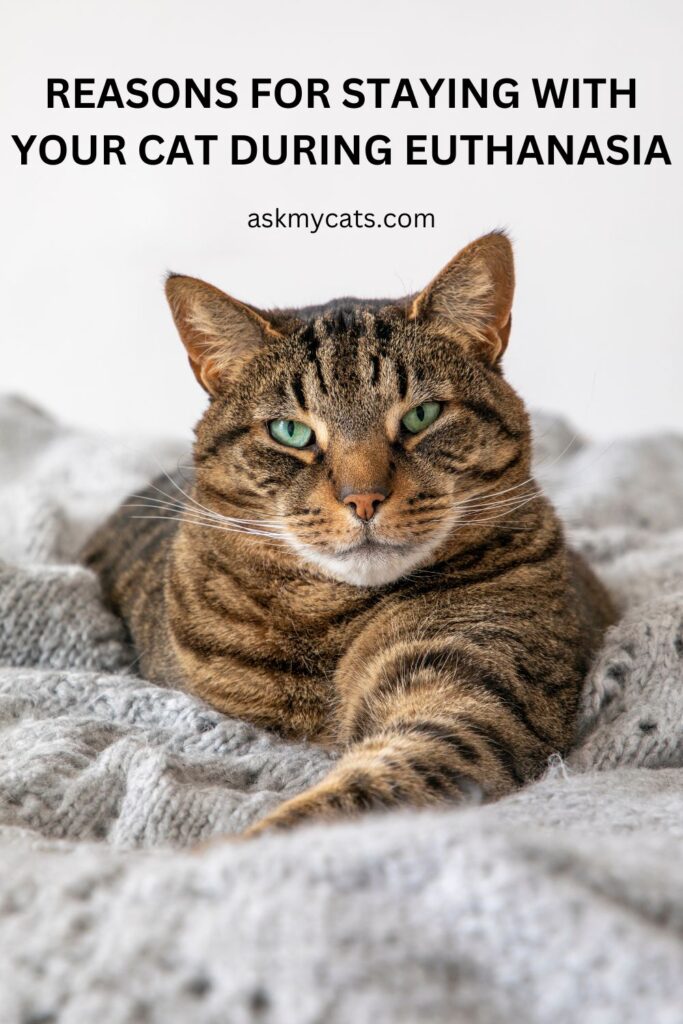 Reasons For Staying With Your Cat During Euthanasia