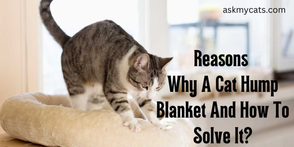 Reasons Why A Cat Hump Blanket And How To Solve It