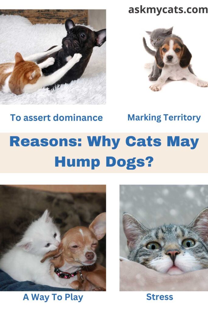 Reasons Why Cats May Hump Dogs