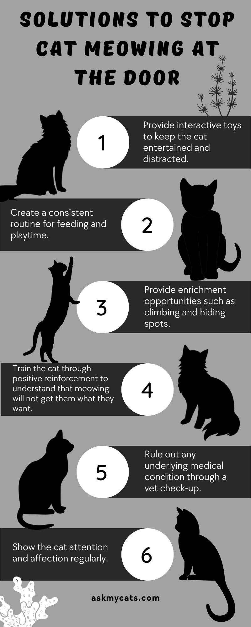 Solutions to Stop Cat Meowing at the Door (Infographic)