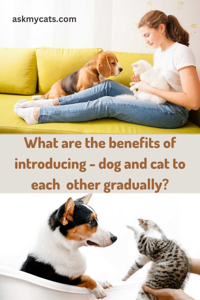 What Are The Benefit Of Introducing Your Cat To Your Dog Gradually