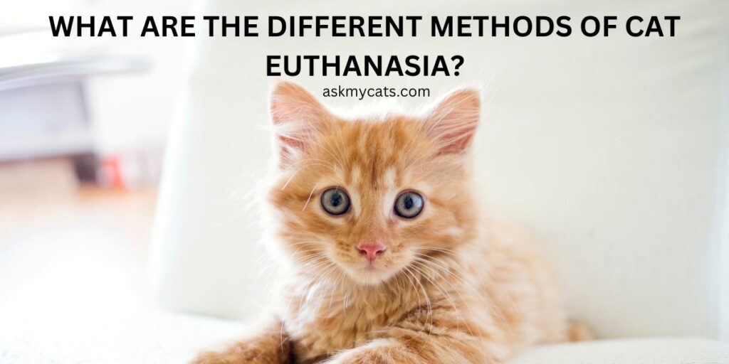 What Are The Different Methods Of Cat Euthanasia