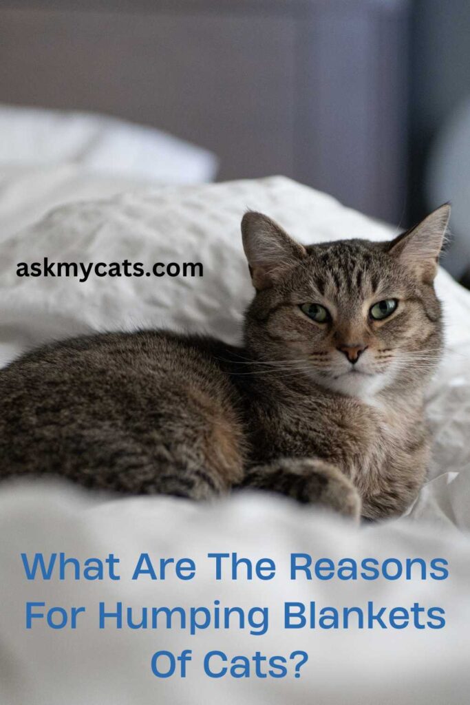 What-Are-The-Reasons-For-Humping-Blankets-Of-Cats