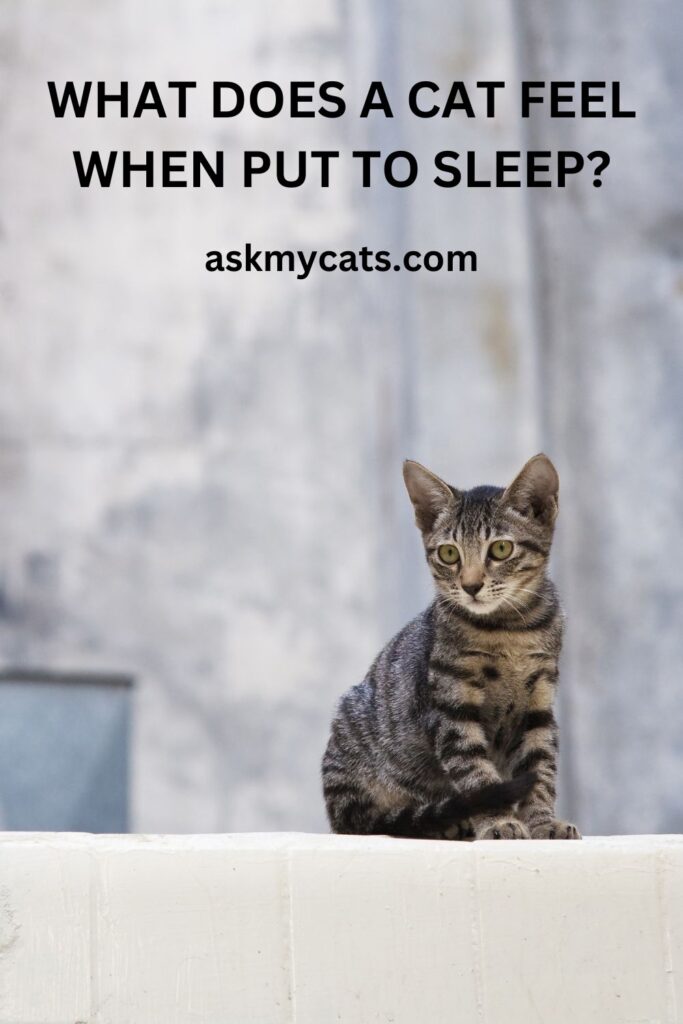 What Does A Cat Feel When Put To Sleep