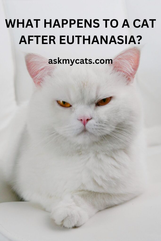 What Happens To A Cat After Euthanasia