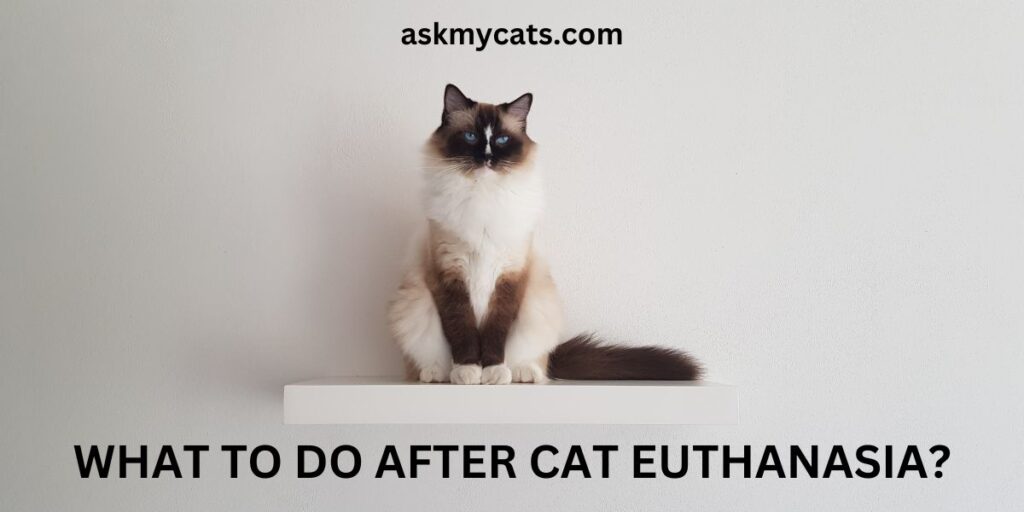 What To Do After Cat Euthanasia