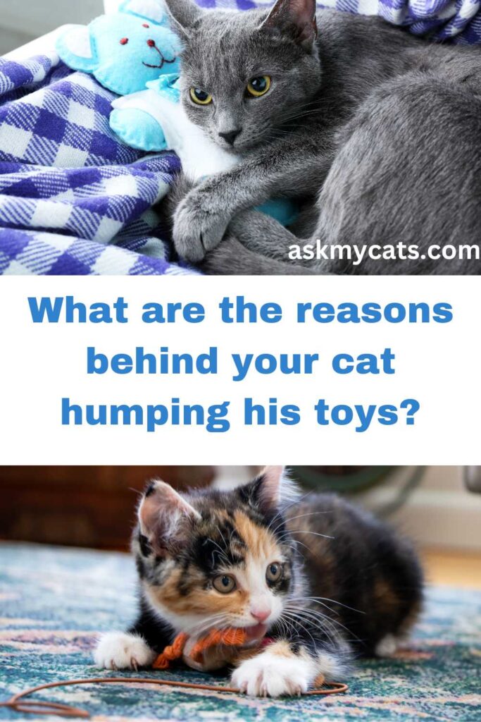 What are the reasons behind your cat humping his toys