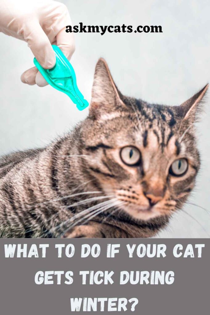 What to do if your cat gets tick during winter?